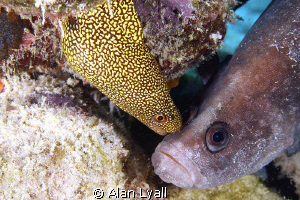 The kiss - a peck on the cheek for the great soapfish fro... by Alan Lyall 